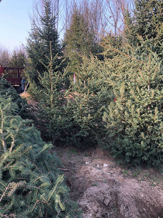 云杉樹苗批發價格多少?2020年云杉樹苗市場價格