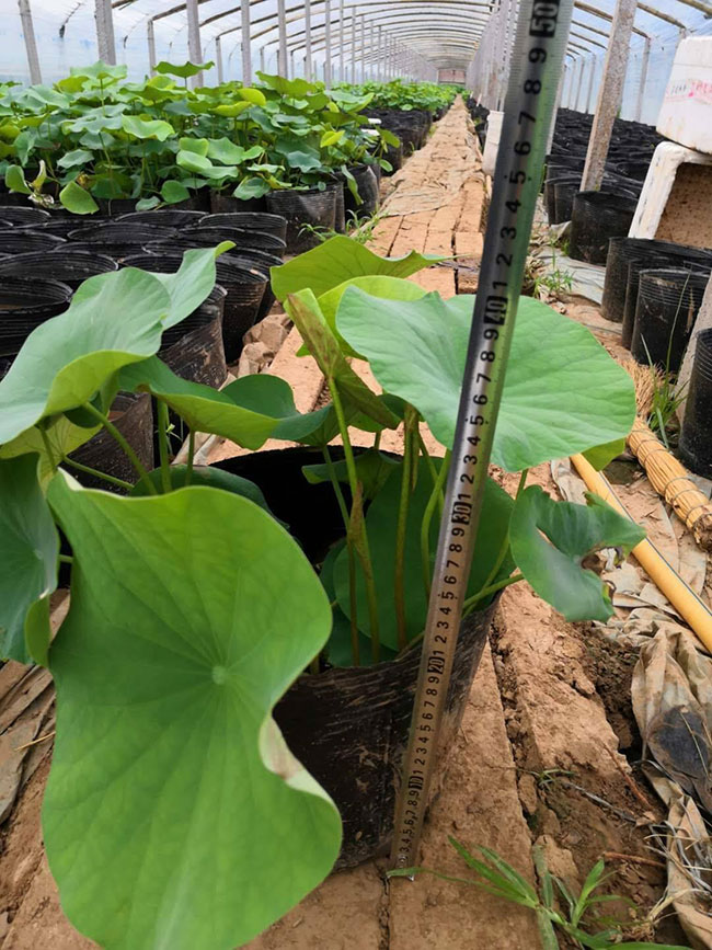 蓮花的花語是什么?蓮花的寓意和象征