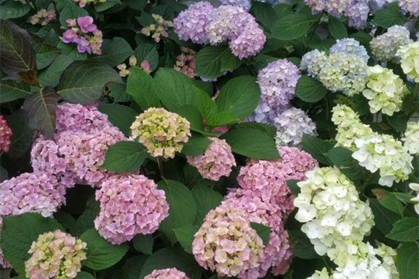 繡球花苗什么時候種植?繡球花種植時間和方法