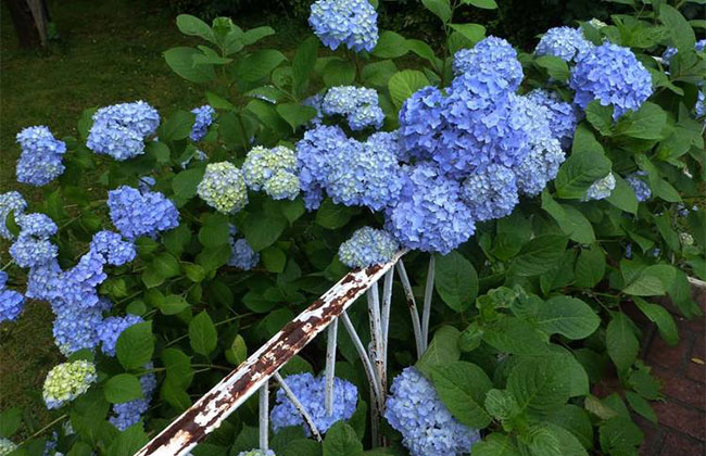 繡球花苗什么時候種植?繡球花種植時間和方法