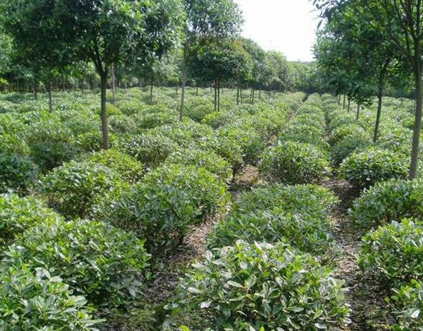 海桐球苗 海桐球苗