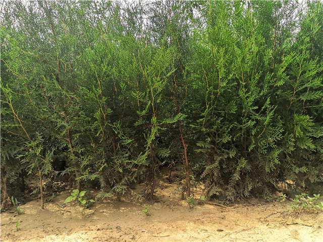 沭陽長景園林側柏種植基地實拍圖片