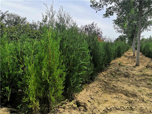 沭陽長景園林側柏種植基地實拍圖片