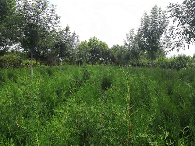 沭陽長景園林側柏種植基地實拍圖片