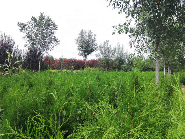 沭陽長景園林側柏種植基地實拍圖片