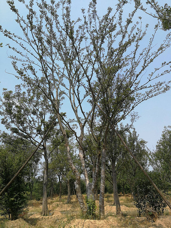 樸樹為什么這么貴?樸樹怎么種植?