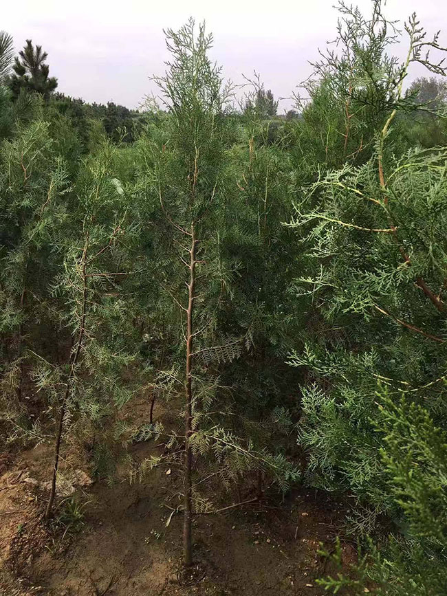 側柏價格多少錢一棵?側柏如何種植?