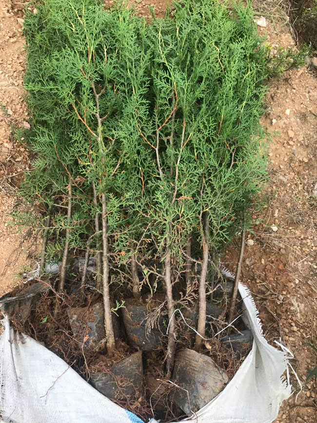 側柏價格多少錢一棵?側柏如何種植?