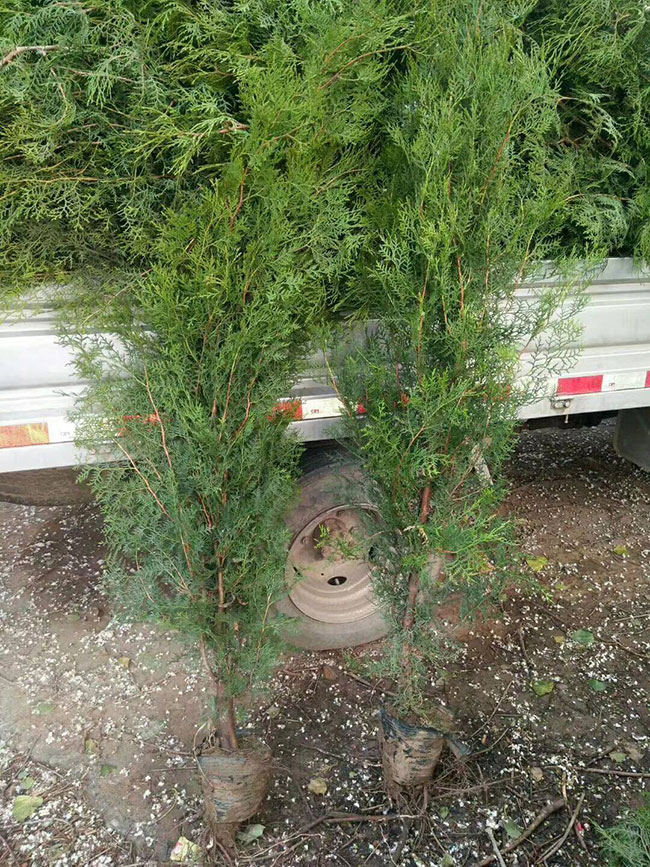 側柏價格多少錢一棵?側柏如何種植?