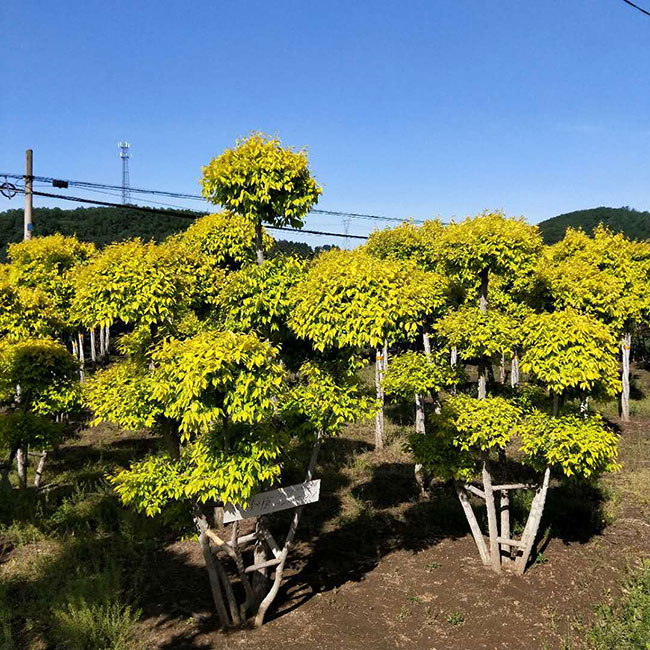 金葉榆球怎么修剪?金葉榆球型修剪方法