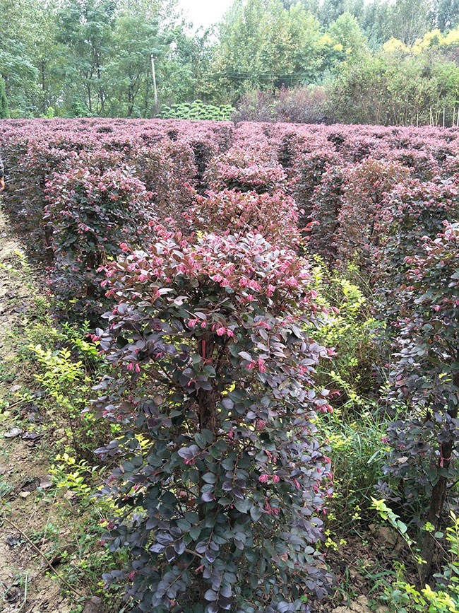 紅花繼木有毒嗎?紅花繼木的應用價值