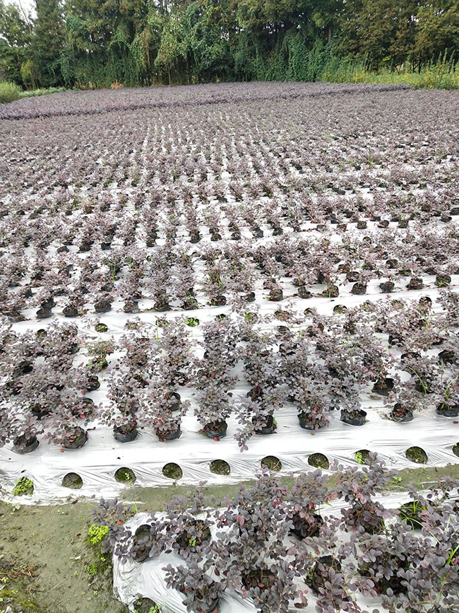 紅花繼木有毒嗎?紅花繼木的應用價值