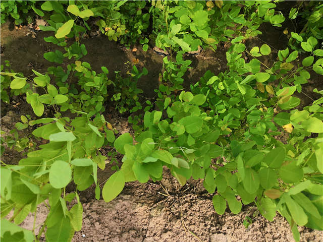 沭陽長景園林紫穗槐種植基地實拍圖片