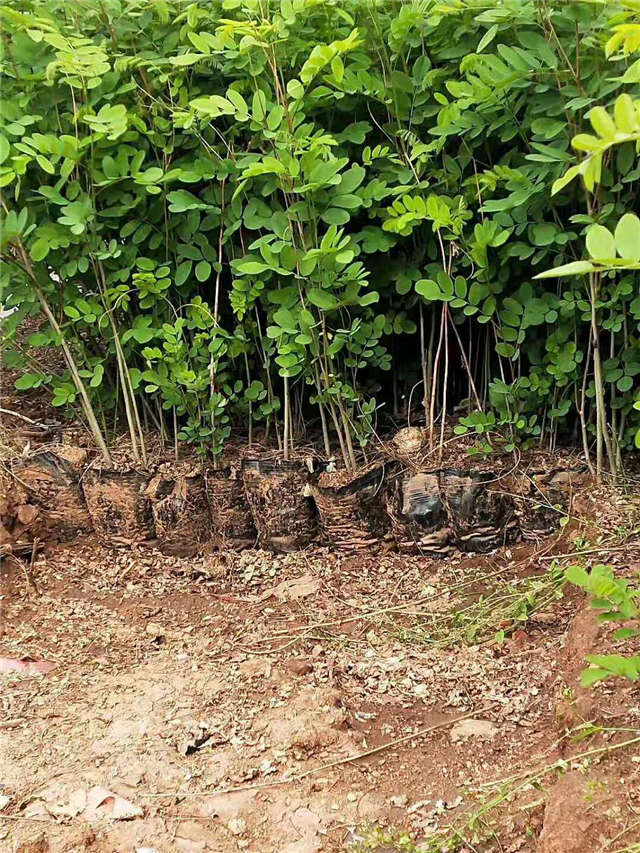沭陽長景園林紫穗槐種植基地實拍圖片