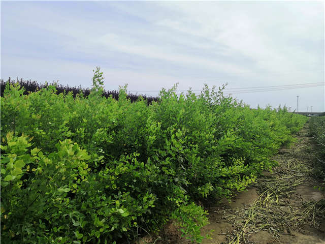 沭陽長景園林紫穗槐種植基地實拍圖片