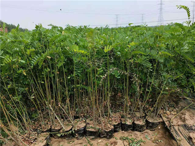 沭陽長景園林紫穗槐種植基地實拍圖片