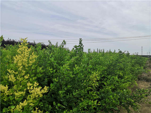 沭陽長景園林紫穗槐種植基地實拍圖片