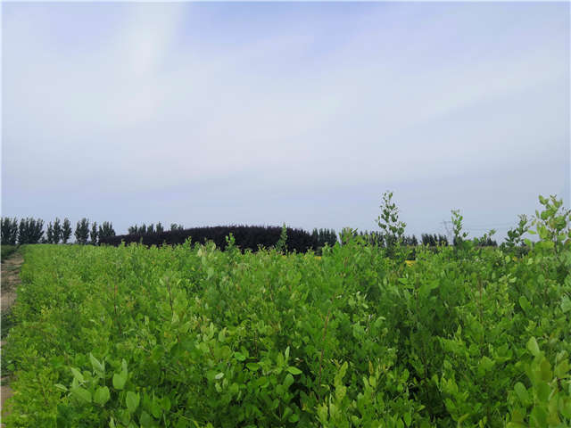 沭陽長景園林紫穗槐種植基地實拍圖片