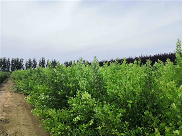 沭陽長景園林紫穗槐種植基地實拍圖片
