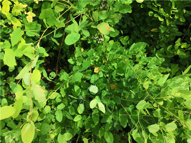 沭陽長景園林紫穗槐種植基地實拍圖片