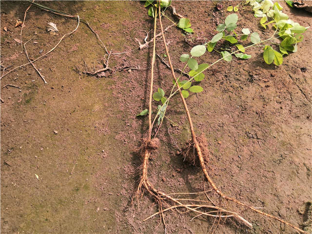 沭陽長景園林紫穗槐種植基地實拍圖片