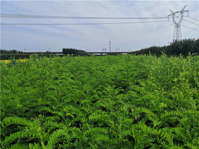沭陽長景園林紫穗槐種植基地實拍圖片