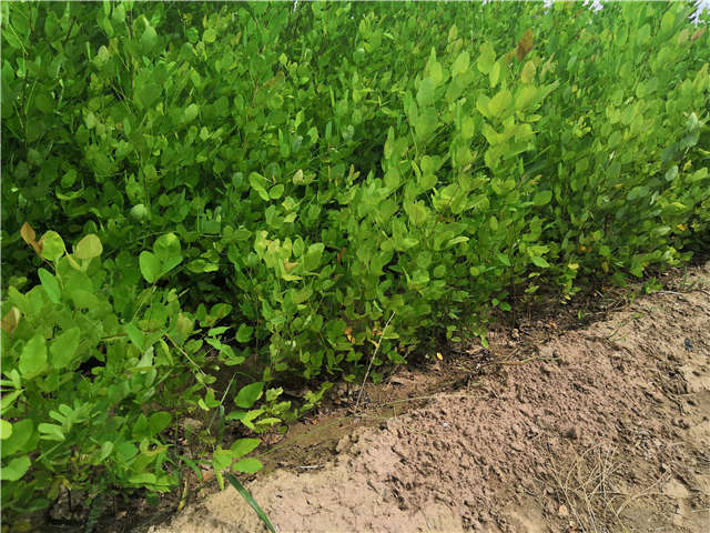沭陽長景園林紫穗槐種植基地實拍圖片