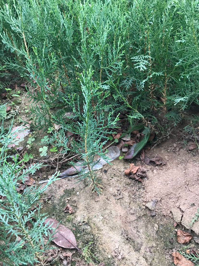 側柏苗種植間距多少?側柏苗種植方法