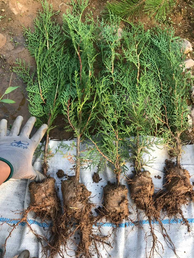 側柏苗種植間距多少?側柏苗種植方法