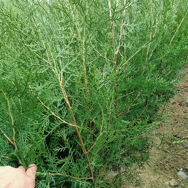 側柏苗種植間距多少?側柏苗種植方法