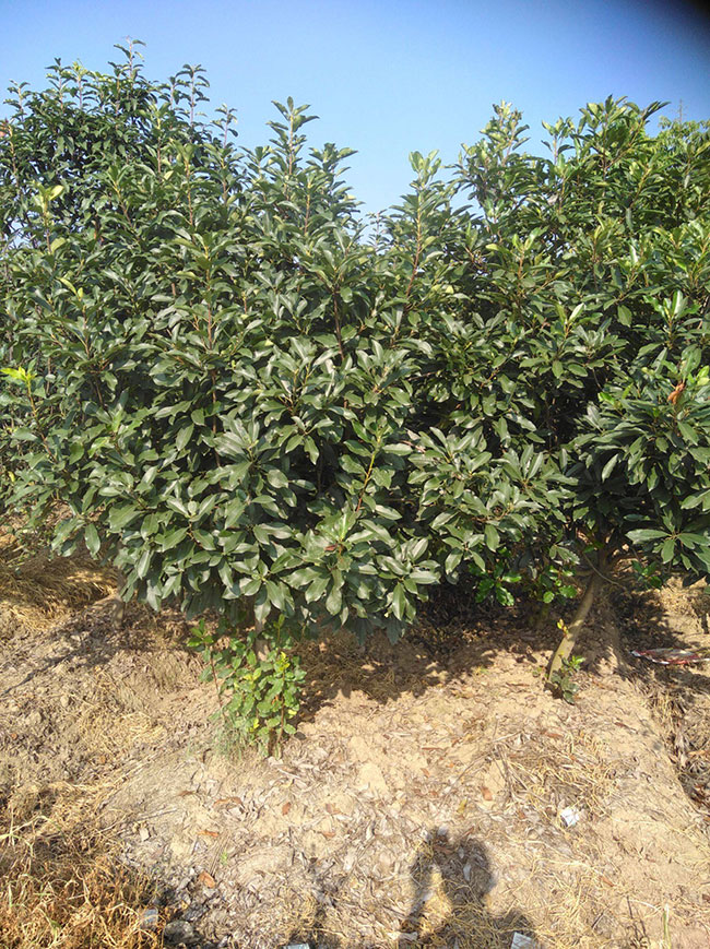 石楠樹(shù)價(jià)格