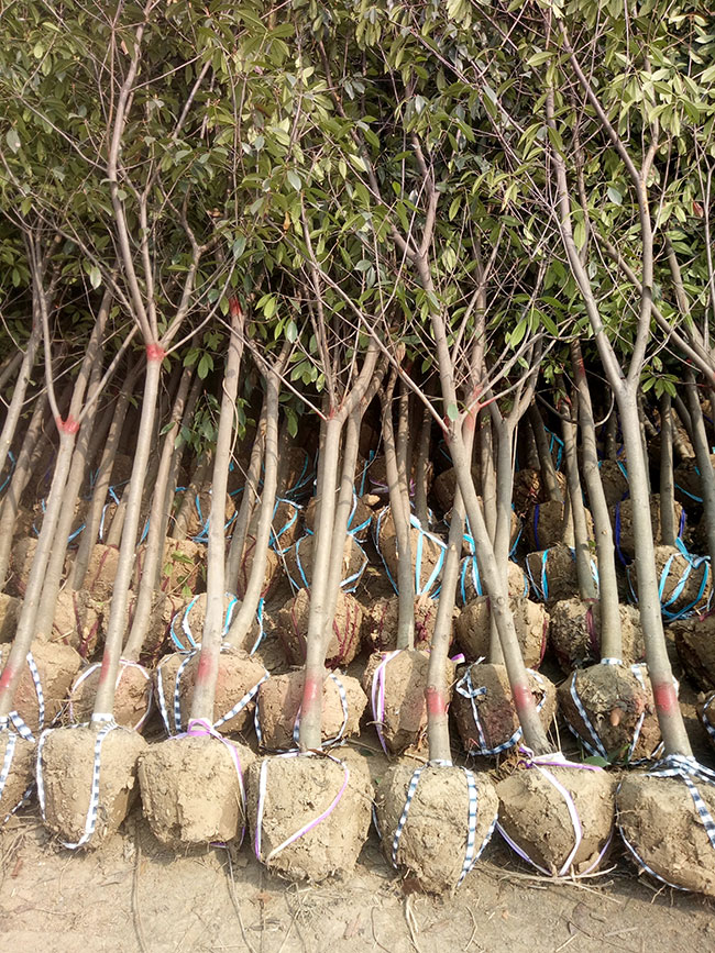 石楠樹(shù)價(jià)格