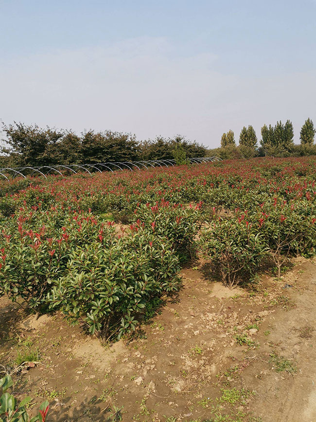 石楠樹(shù)價(jià)格