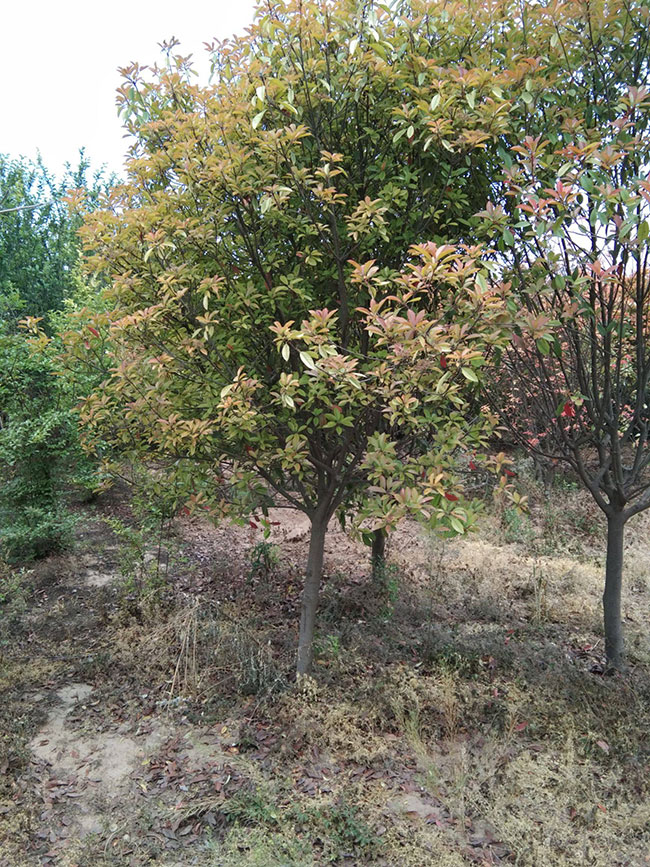 石楠樹(shù)價(jià)格