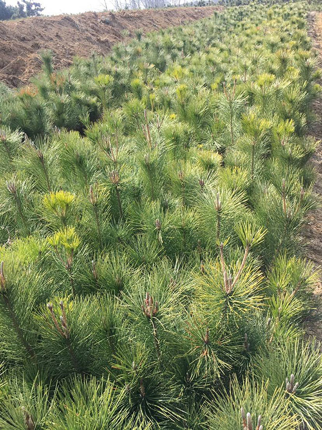 黑松小苗價格多少錢一棵?黑松種植方法有哪些?