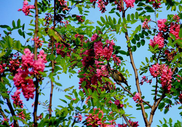 紅花槐