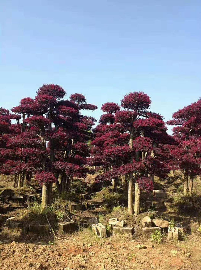 紅花繼木什么時間嫁接?紅花繼木嫁接時間和方法