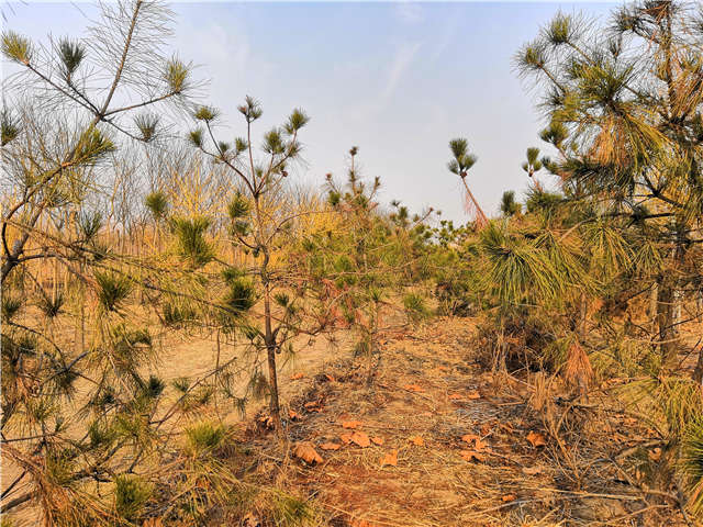 油松照片種植基地實(shí)拍