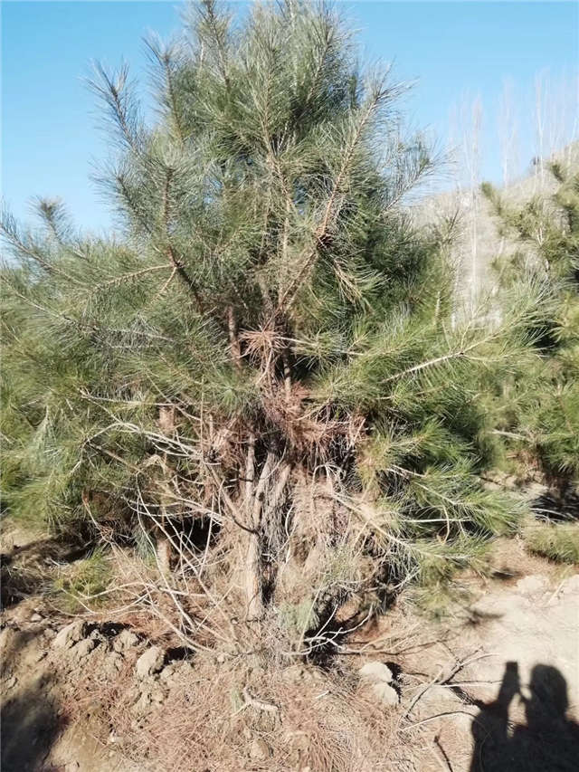 油松照片種植基地實拍