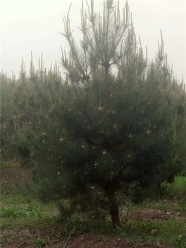 油松照片種植基地實拍