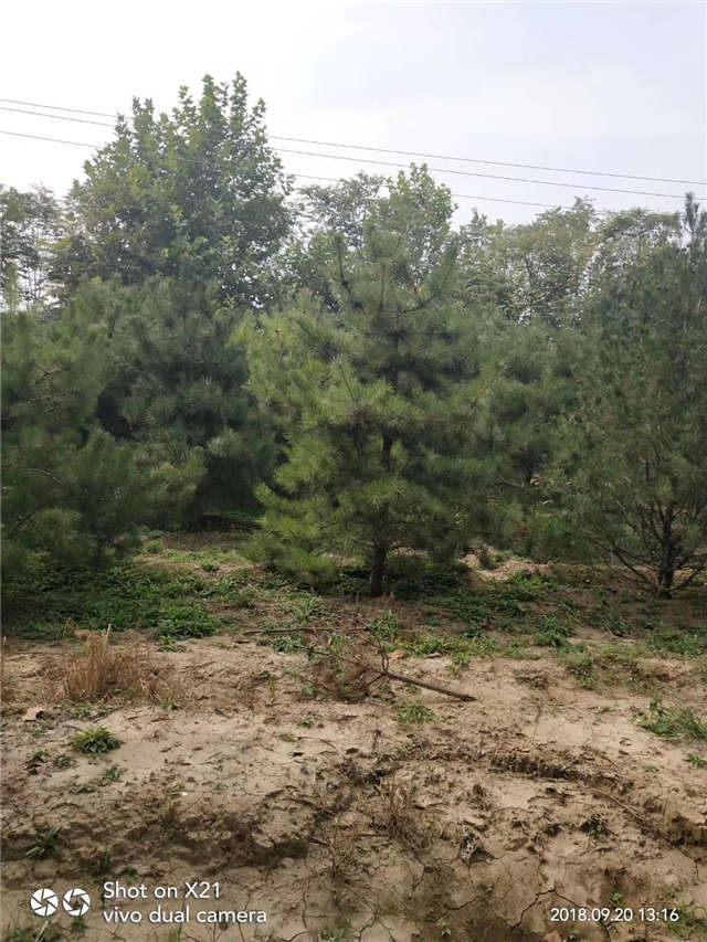 油松照片種植基地實拍