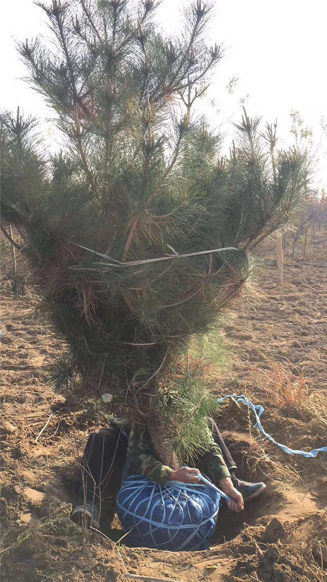 油松照片種植基地實拍