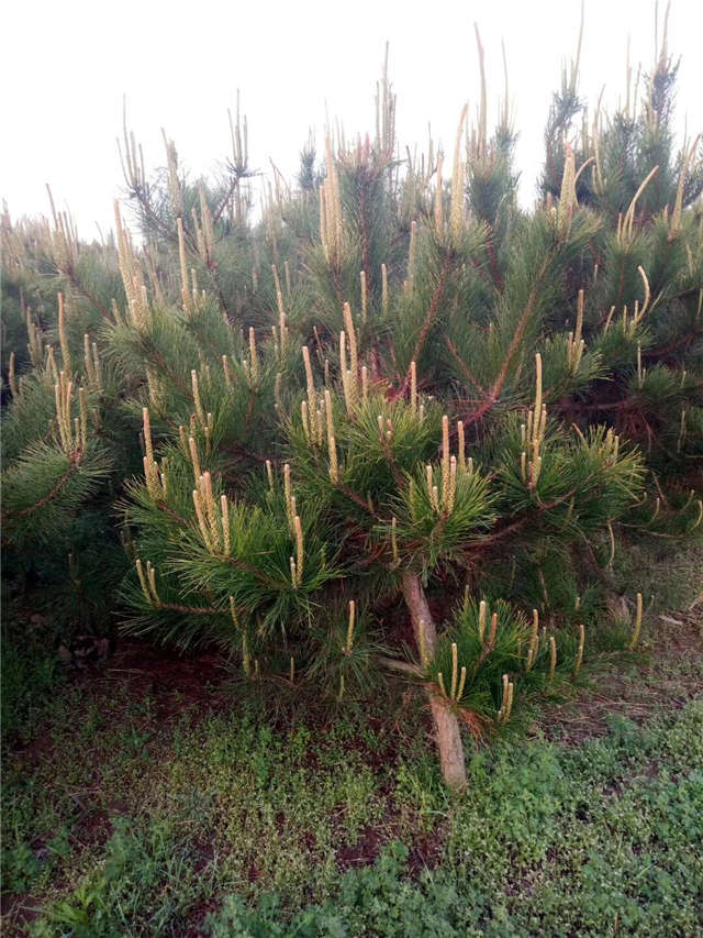 油松照片種植基地實拍