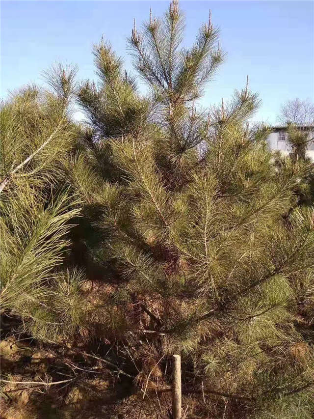 油松照片種植基地實拍