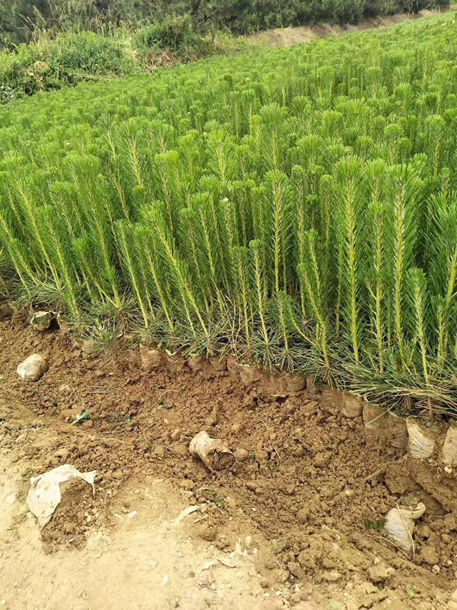 黑松價格行情，2019年最新黑松基地批發報價