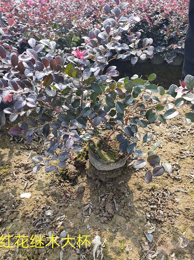 紅花繼木多少錢一棵?2020年紅花繼木價格最新價格