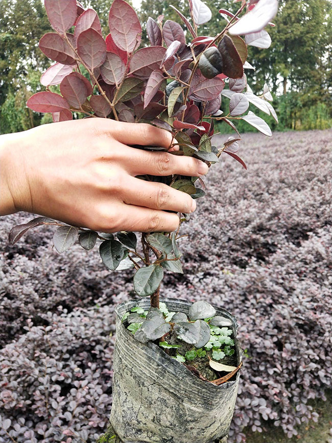 紅花繼木多少錢一棵?2020年紅花繼木價格最新價格