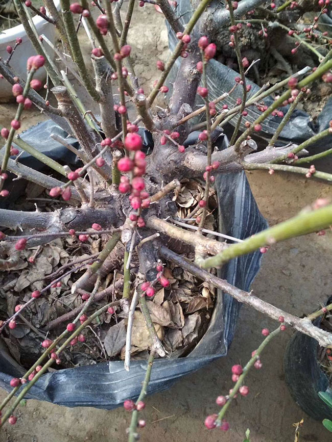 紅梅樹多少錢一棵?2020年紅梅樹價格最新價格