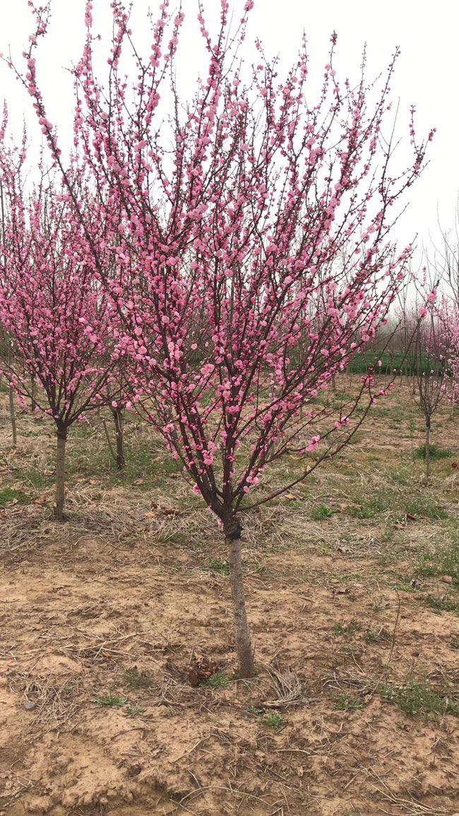 紅梅樹多少錢一棵?2020年紅梅樹價格最新價格
