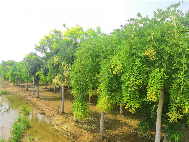 沭陽(yáng)長(zhǎng)景園林龍爪槐種植基地實(shí)拍圖片